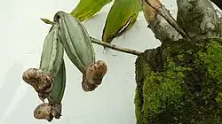 Seed pods