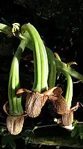 Seed pods
