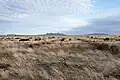 Cattle grazing on Empire Ranch