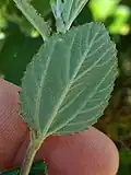 The 3-ribbed base of the underside of the leaf