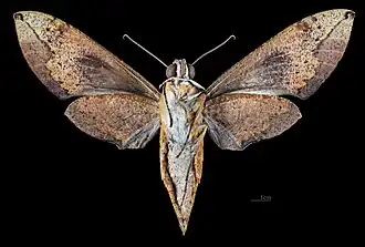 Female ventral