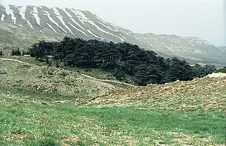 "Cedars of God" grove, Bsharri
