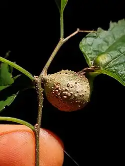 Gall