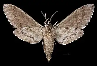 Male underside