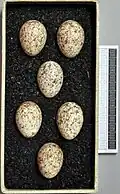Eggs, Collection Museum Wiesbaden