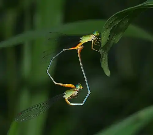 Mating damselflies in heart position