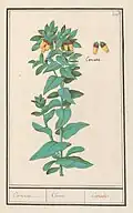 Botanical illustration