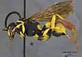 Ceropales maculata stretchii in California, USA.