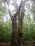 twin oak