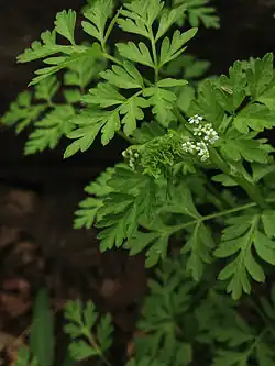 Chaerophyllum procumbens