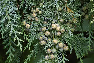 Mature female cones