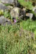 Habitus
