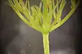 Spikes between bark cells