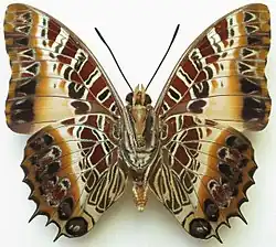 C. p. pollux from the CAR - underside
