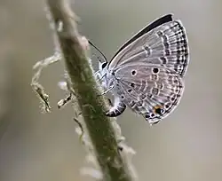Female laying eggs