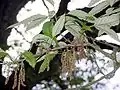 Foliage and flowers