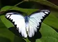 Imago (dorsal view)