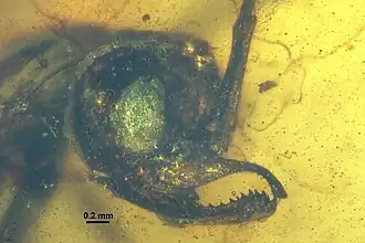 Chonidris insolita