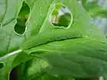 larva