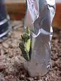 pupa ready for eclosion