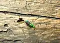Chrysis nitidula near a S. cristatus nest in Big Pine Creek, CA