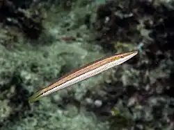 Juvenile