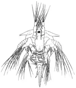 Nauplius with fronto-lateral horns[21]