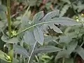 Stalk leaves
