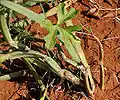 Cissus Quadrangularis in Rangareddy district of Telangana, India.