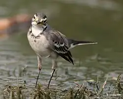 Juvenile in Kolkata (West Bengal, India)