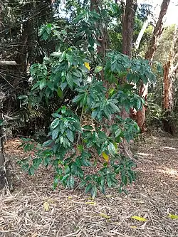 Habit