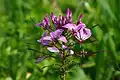 Cleome spinosa