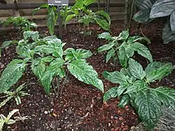Seedlings