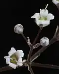 Close-up view of two flowers
