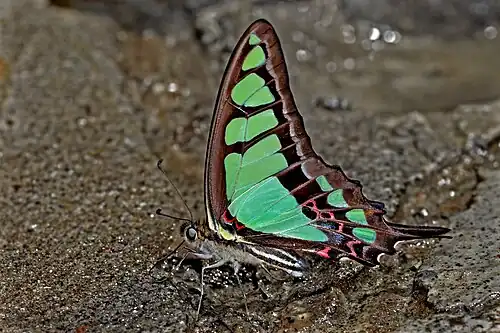 Ventral view