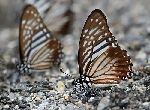 Ventral view