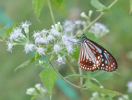 Ventral view