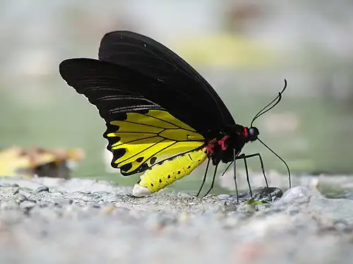 Ventral view