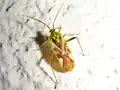 Closterotomus venustus