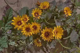 Cluster of R. tingitana flowers in Qatar