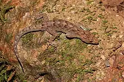 Species specimen