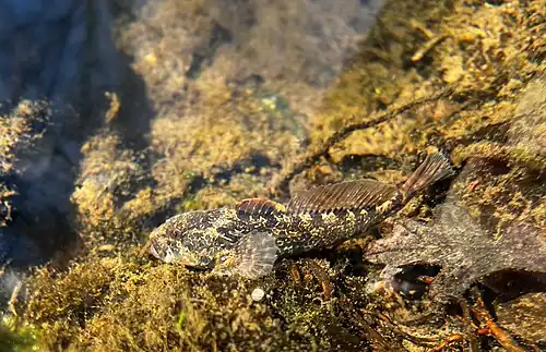 In a creek