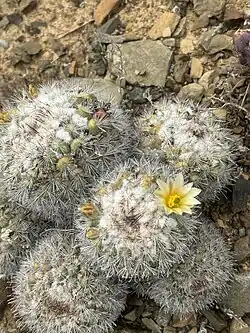 Plants blooming in habitat