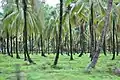 Coconut grove on Wakenaam Island, Essequibo River