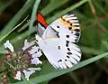 Male imago, C. d. annae, feeding