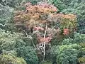 red winter foliage