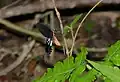 Common clubtail (Losaria coon)