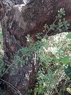 Bark