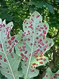 Neuroterus quercusbaccarum common spangle gall