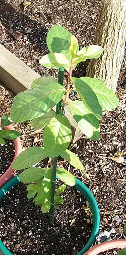 Seedling, 14 months